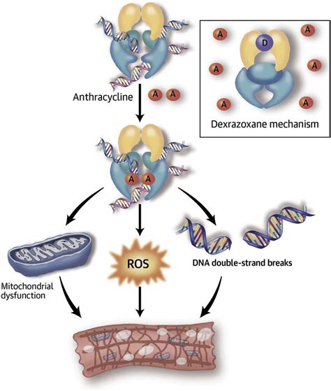 Doxorubicin An Anthracycline A Disrupts The Normal Catalytic Cycle