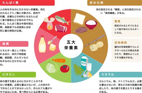 食事バランスのマスターガイド 健康的な食事への道しるべ 斜め打ちニュース