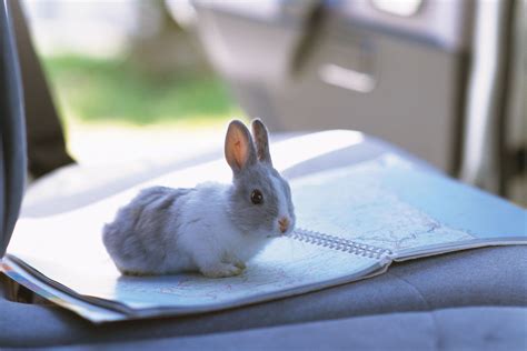 C Mo Hacer Un Viaje Por Carretera Con Tu Conejo