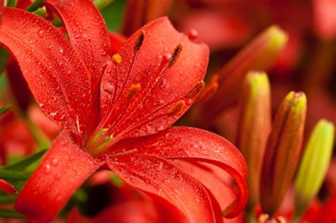 Premium Photo Red Lilly Flowers