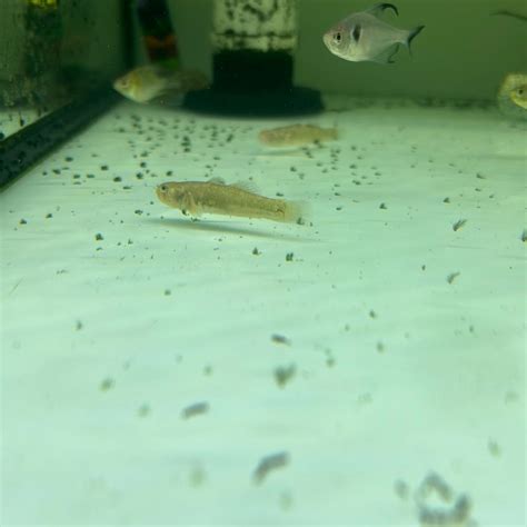 Desert Goby Chlamydogobius Eremius Tropical Aquarium