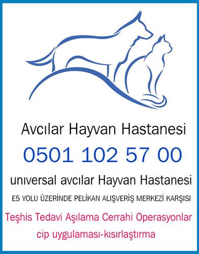 Avcılar Hayvan Hastanesi Fatihhayvanhastanesi