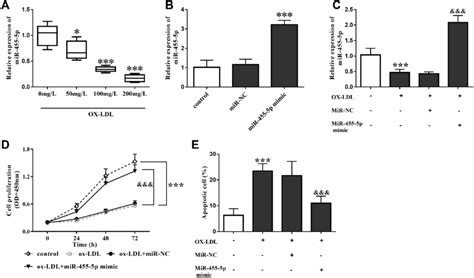 Mir 455 5p Overexpression Can Protect Against Ox Ldl Induced Cell