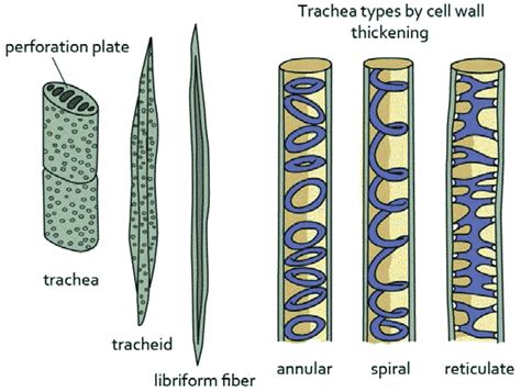 Xylem Tissue Structure