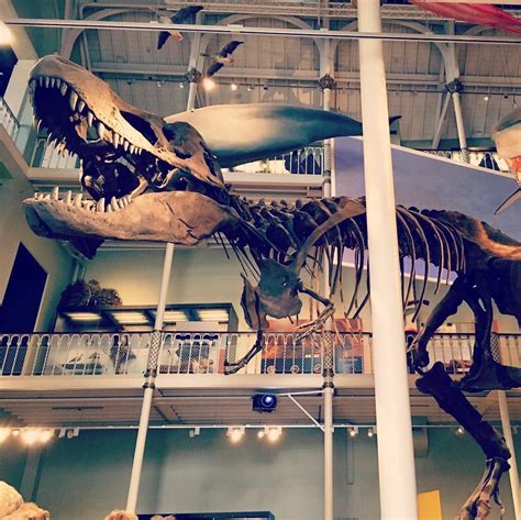 I Love The T Rex At The National Museum Of Scotland In Edinburgh Just Look At His Big Toothy