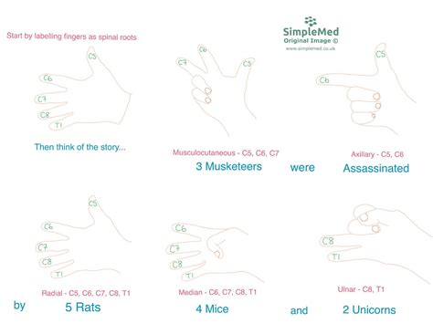 10 The Brachial Plexus SimpleMed Learning Medicine Simplified