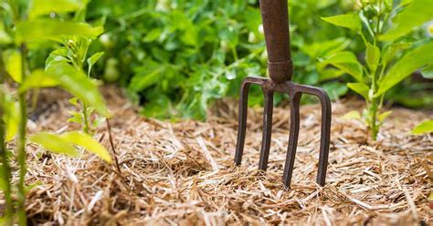 How to Use Straw Mulch in the Vegetable Garden