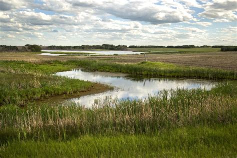 Attend The Alberta Wetland Classification System Field Guide Online