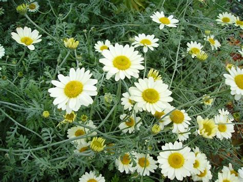 Anthemis Tinctoria Sauce Hollandaise Binny Plants