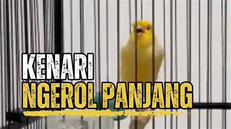 Pancingan Burung Kenari Gacor Full Isian Suara Jernih Durasi Panjang