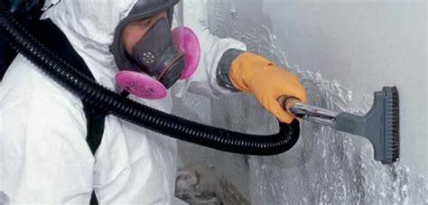 Mold Removal The Ultimate Guide To Eliminating Mold From Your Home