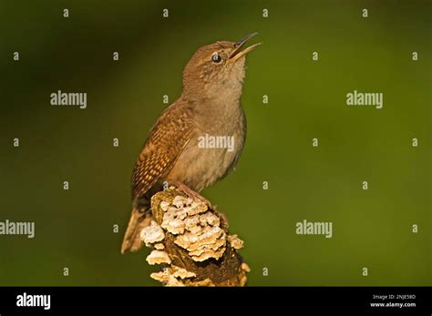 Singing Birds Fotos Und Bildmaterial In Hoher Auflösung Alamy