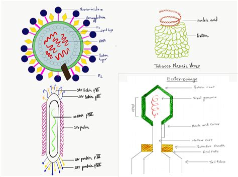 Simple Diagram Of A Virus Structure Labeled Biology