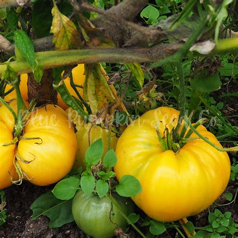 Dr Wyche S Yellow Heirloom Tomato Seeds Indeterminate Etsy