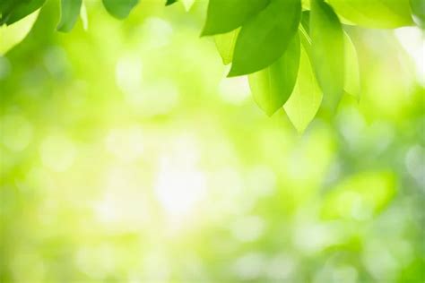 Beautiful Nature View Of Green Leaf On Blurred Greenery Background In