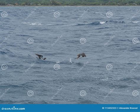 Brown Boobies Taking Off from Water Stock Image - Image of fishing ...