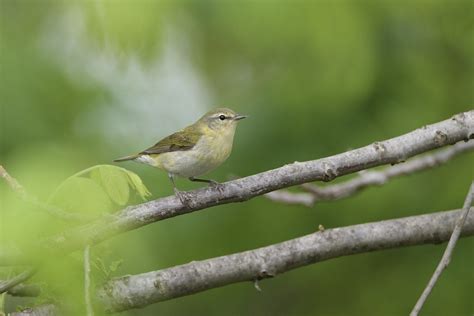 Tennessee Warbler Female By Jackie B Elmore Jef Flickr