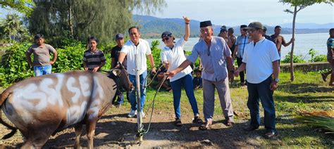 Idul Adha H Kupp Molawe Serahkan Sapi Qurban Di Empat Desa Di