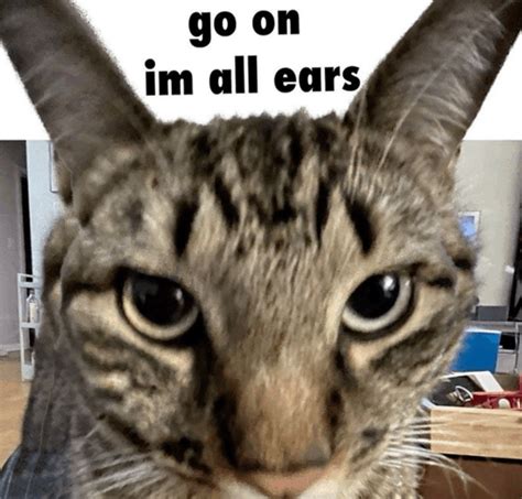 I'M All Ears Cat Meme - I'm all ears Cat - Discover & Share GIFs