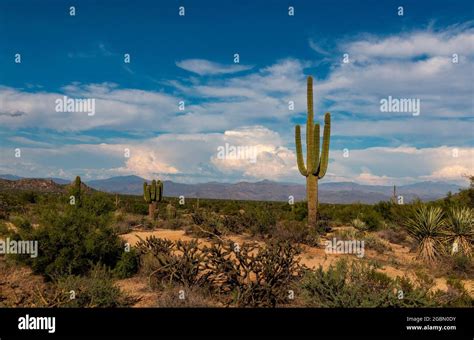 Summer Desert Landscape Scene In Desert Preserve In North Scottsdale