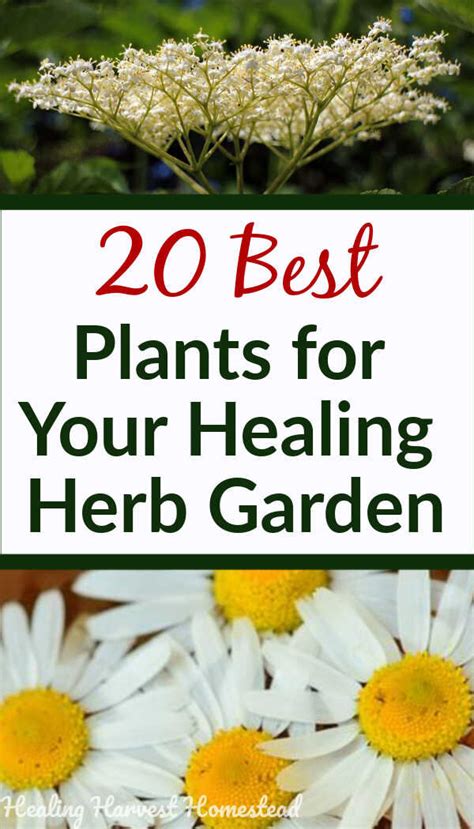 Growing Medicinal Herbs Beginner S Guide Green House Tutorial