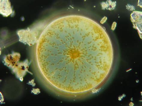 What phytoplankton physiology has to do with global climate