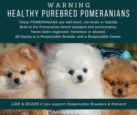 Pup Academy Pom Pom Dog Breed - Pets Lovers