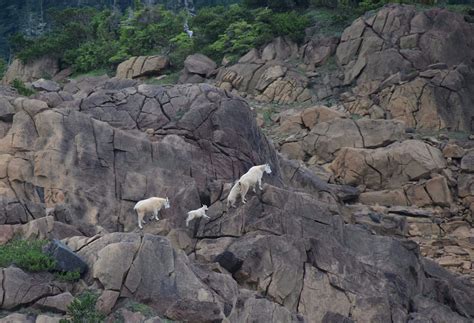 Mountain Goats