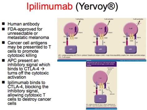 T And B Cell Activation Unfinished Flashcards Quizlet