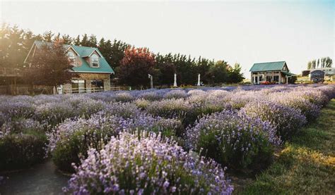 Farms & Gift Shops - Sequim Lavender Experience lavender farms sequim ...