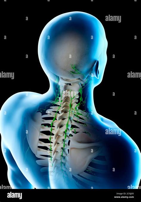 Lymph Nodes Diagram Neck