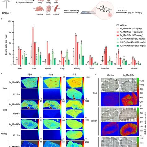 In Situ Visualization And Quantification Of Mouse Tissue