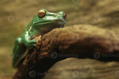 A Chinese Gliding Frog With Eyes Closed 3634280 Stock Photo at Vecteezy