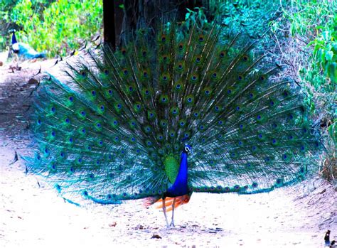 The Secrets Behind The Dance Of The Peacock