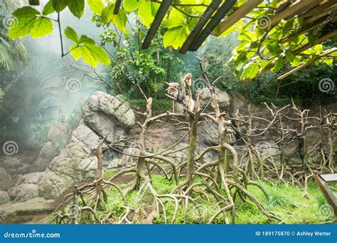 Monkey Exhibit At The Guadalajara Zoo Stock Photo Image Of Cute