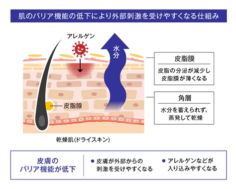 皮膚の乾燥 心にうつりゆく よしなしごと