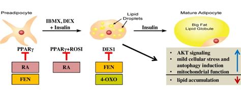 Fenretinide Mediated Retinoic Acid Receptor Signalling And Inhibition