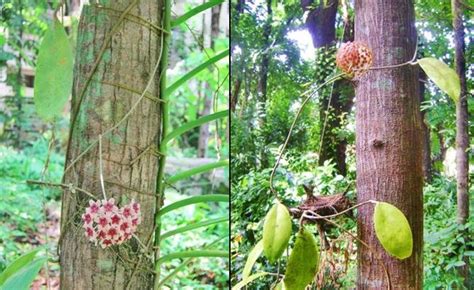 Habitat Of Hoya Soligamiana Left And Hoya Incrassata Ex Situ Right