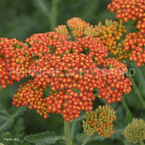 Achillea Millefolium Sassy Summer Sunset 2g Groupe Jardin Pro