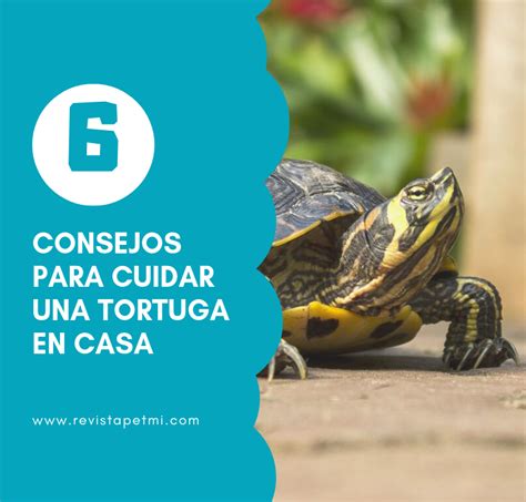 Consejos Para Cuidar Una Tortuga En Casa