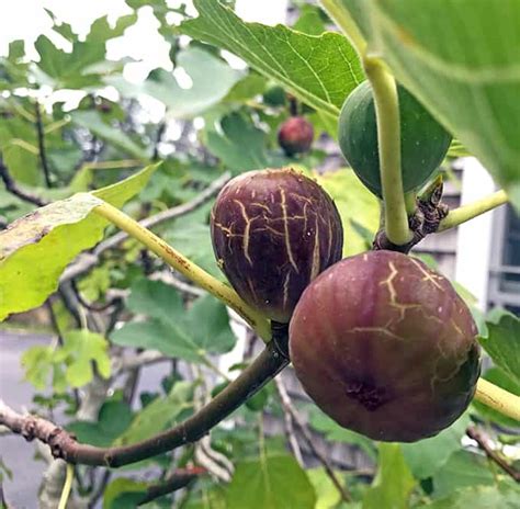 Brown Turkey Fig Tree Mature