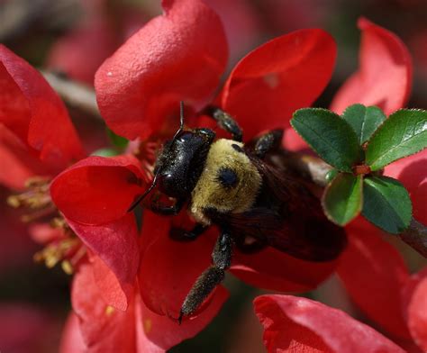 Insecte Abeille Entomologie Photo Gratuite Sur Pixabay Pixabay