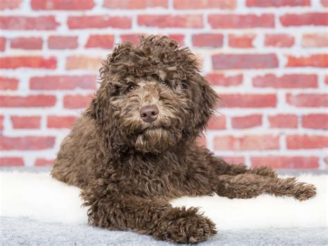 Australian Labradoodle Dog Breed: Info, Pictures, Temperament & Traits ...