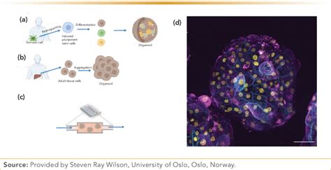 Organoids Formation A Organoids Generated From Ipsc B Adult Download Scientific Diagram