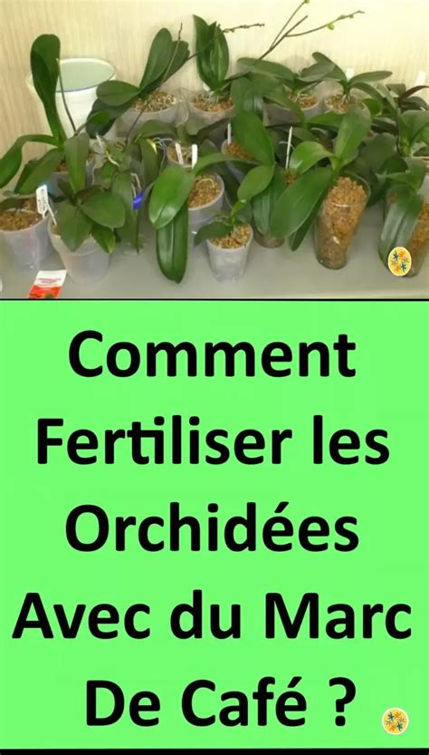 Le Truc de Marc de Café Pour Fertiliser les Orchidées Soin pour les