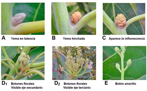 Floraci N Y Polinizaci N En Aguacate En El Sur De Espa A