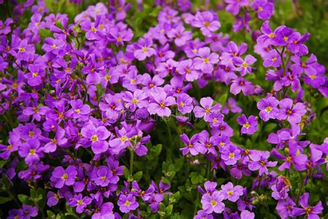 Aubrieta Deltoidea Known As Lilacbush Purple Rock Cress And Rainbow