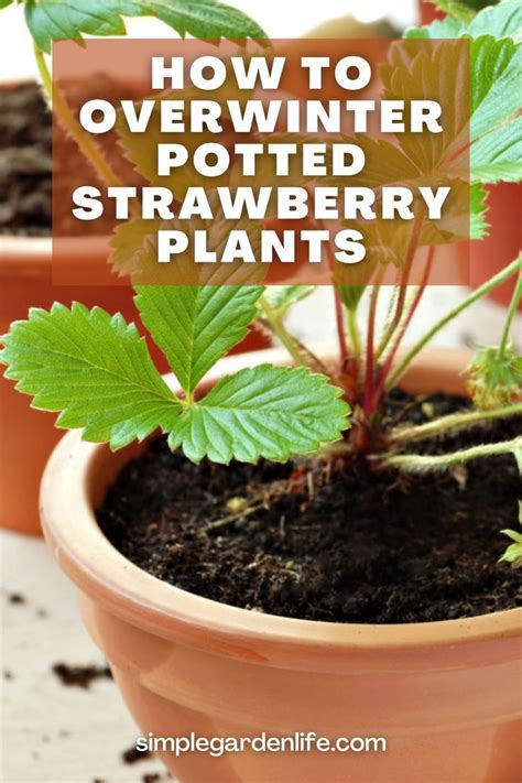 How To Overwinter Potted Strawberry Plants Growing Strawberries In