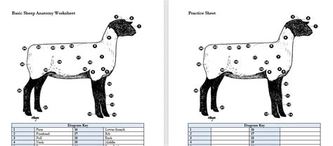 Printable Sheep Anatomy Worksheet Etsy