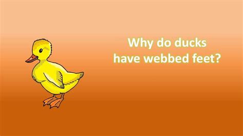 Why Do Ducks Have Webbed Feet Youtube